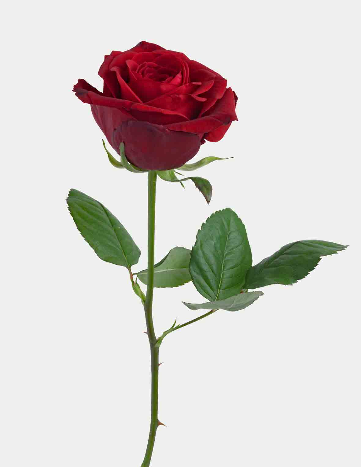 Brume Rose - Rosenhydrolat