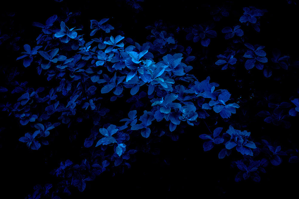 Winter Blues....